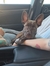 Josie