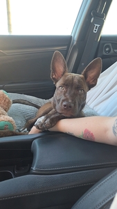 Josie