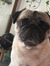 Roxane