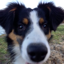 Stella