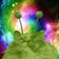 uwu_cat_avy
