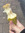 townrat