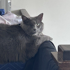 Eli