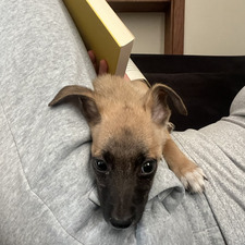ariana