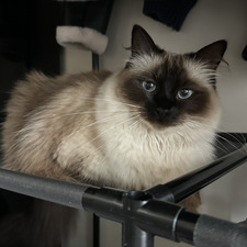 Ella