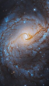 Aster