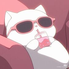 Angry kitten 