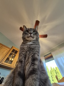 Kaylee