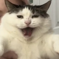 Joy