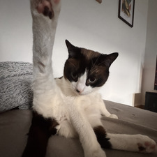 théa