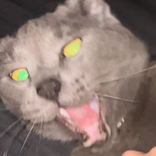 Tori