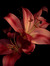Lily’s