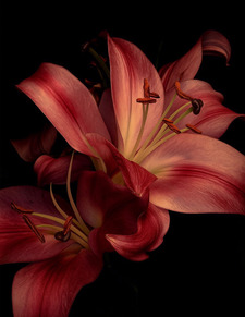 Lily’s
