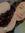 Lucile