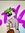 FashionableFrog