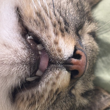 Ola