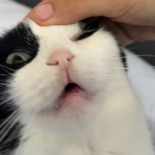 Abbie