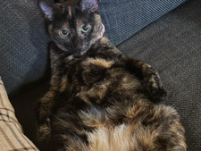 Navi