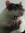 reading_with_rats