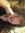 Gio_mj