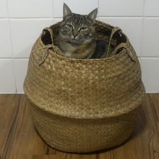Tilly