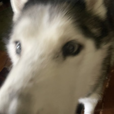 Maya