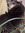 Rabia Yousaf