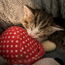 Shontay :)