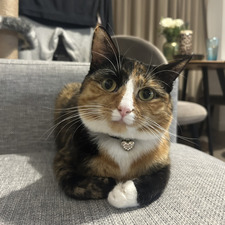 Kitkat