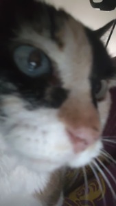 Stella