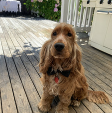mark dog