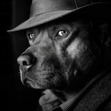 zyla