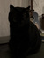 Cass