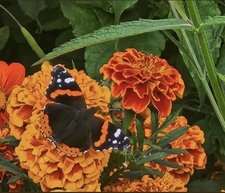 Leonora Buskin