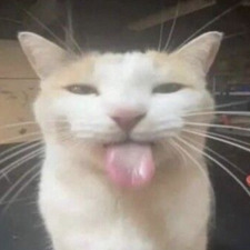 Finn