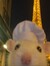 Ninon L...