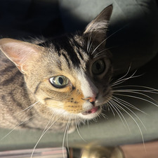 Kat