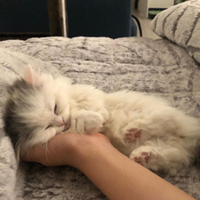 Lovey