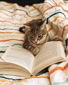 TheReadingCat