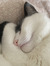 Anouk B...