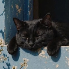 selma e.