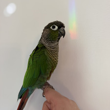 Maisy
