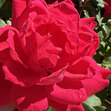 briarrose44