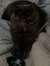 Claudia