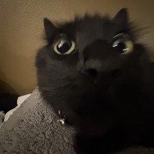 Dhanvic