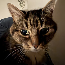 Anaï