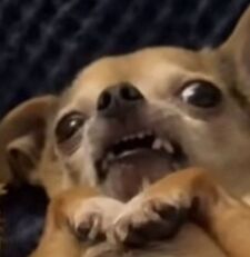 Syd