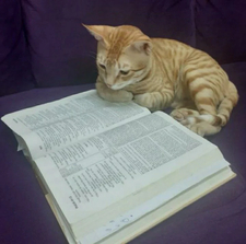 Reader