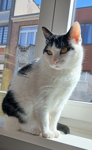 Hanne Van
