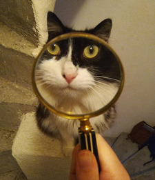Reader